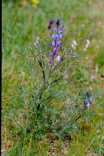Lupinus angustifolius (Blue Lupin) — photo
