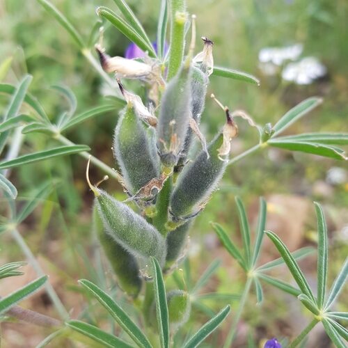 Lupinus angustifolius