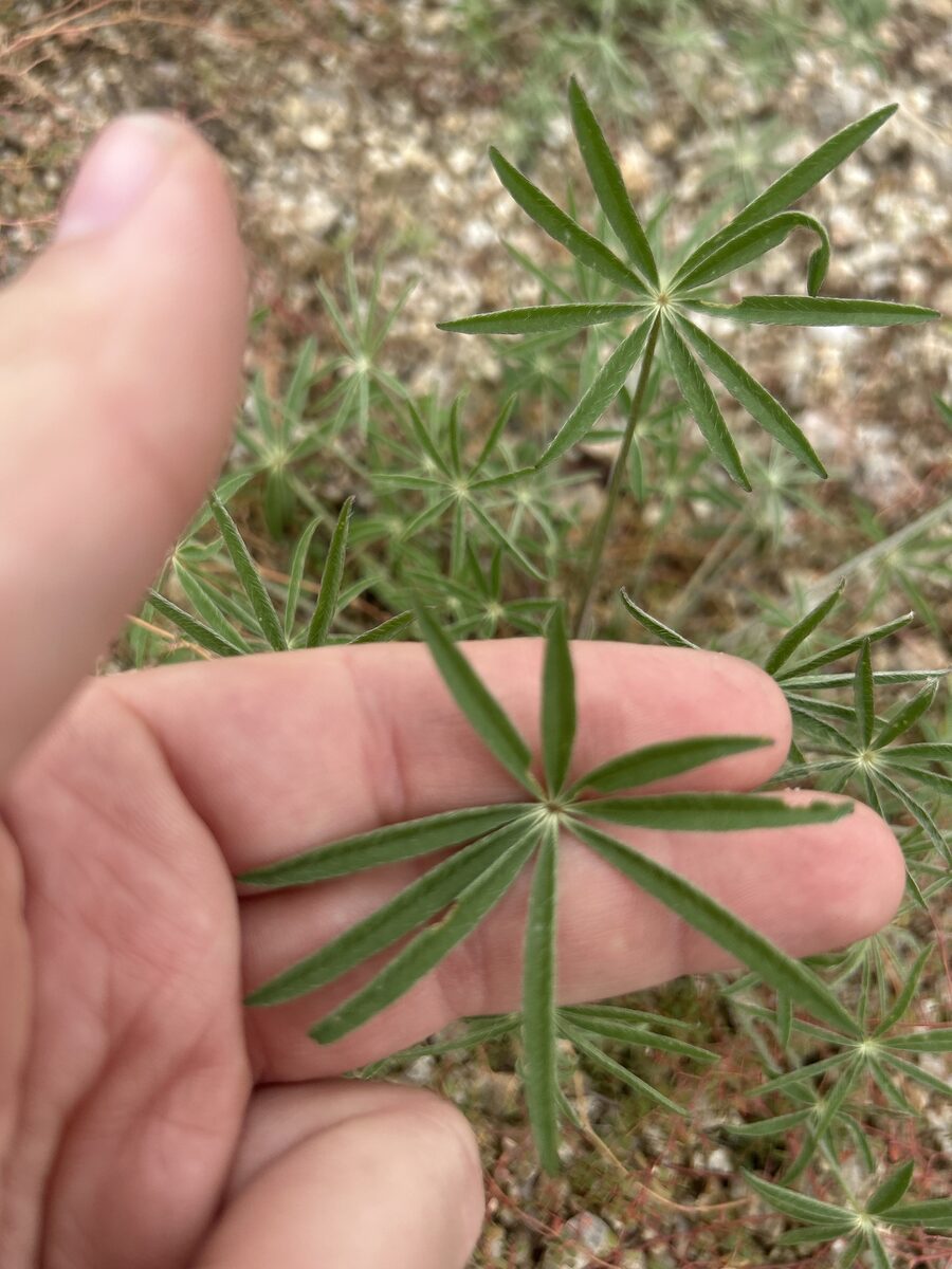 Lupinus hirsutus — photo