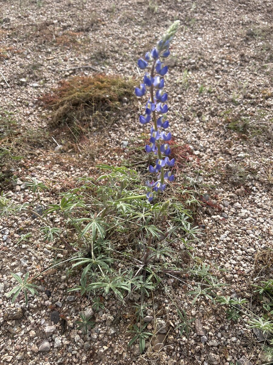 Lupinus hirsutus — photo