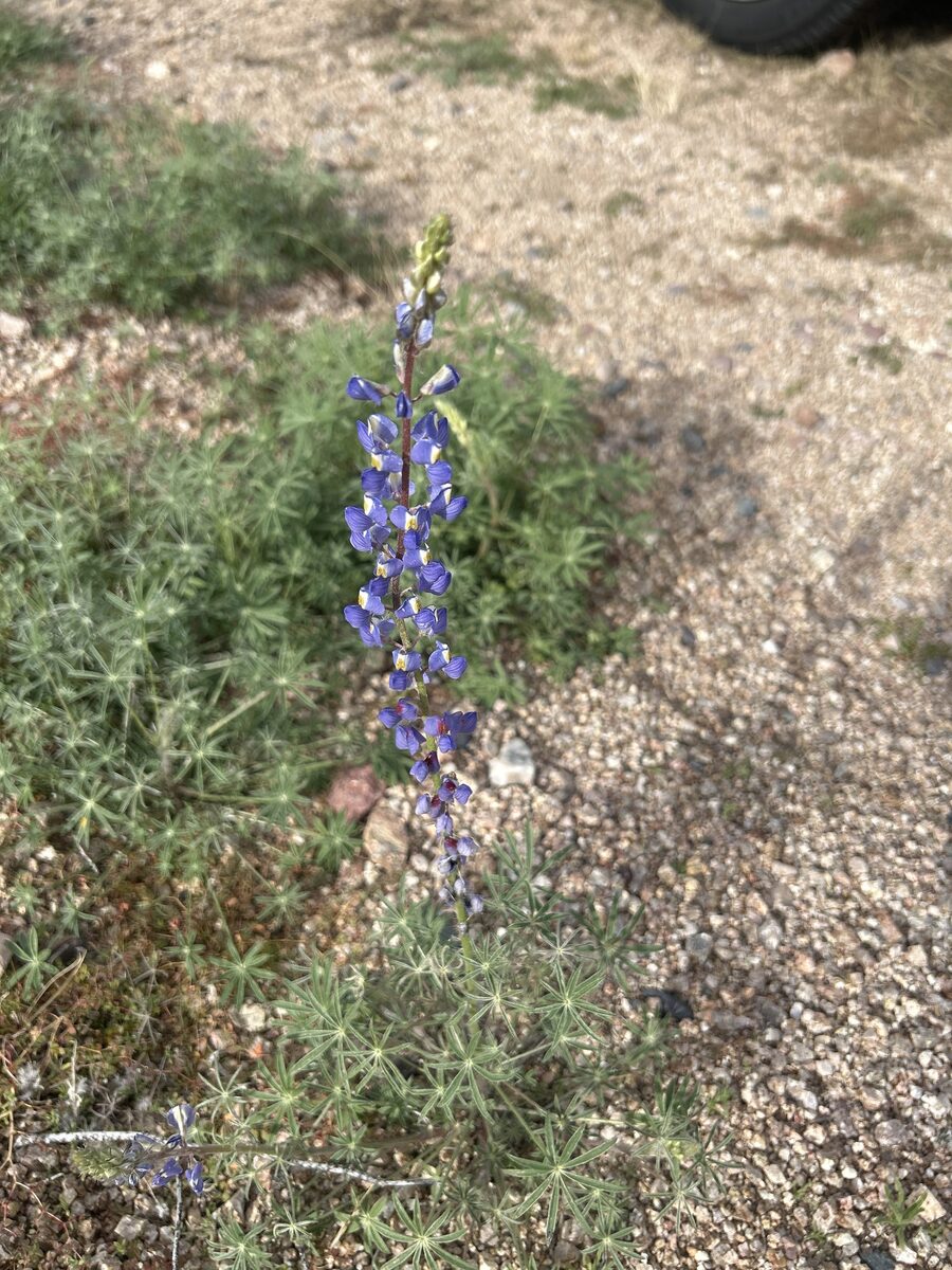 Lupinus hirsutus