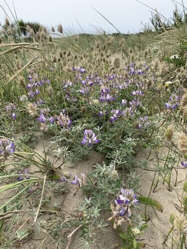 Lupinus littoralis (Seashore Lupine) — photo
