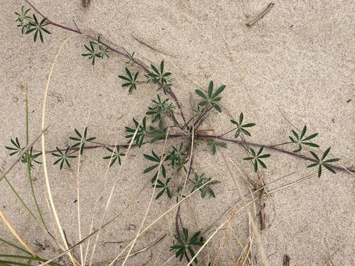 Lupinus littoralis (Seashore Lupine) — photo