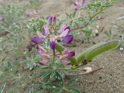 Lupinus littoralis