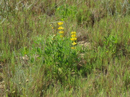 Lupinus luteus (Yellow Lupin) — photo