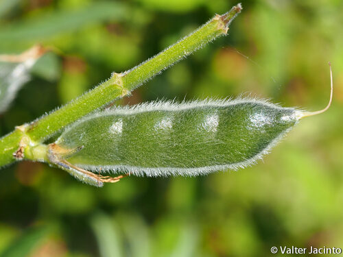 Lupinus luteus (Yellow Lupin) — photo