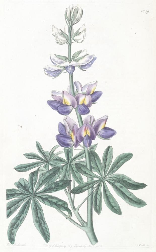 Lupinus mutabilis (Pearl Lupin) — photo