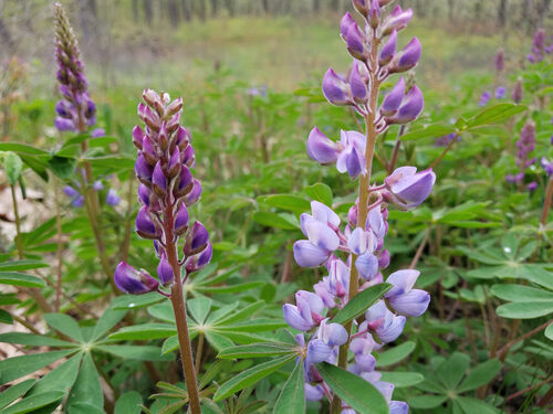 Lupinus perennis (Sundial Lupine) — photo