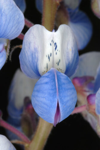 Lupinus perennis (Sundial Lupine) — photo