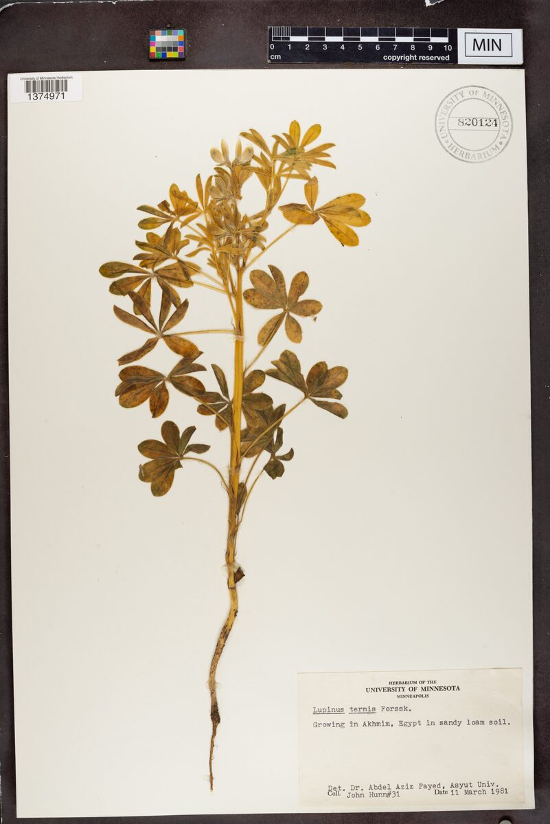 Lupinus termis (White Lupin) — photo