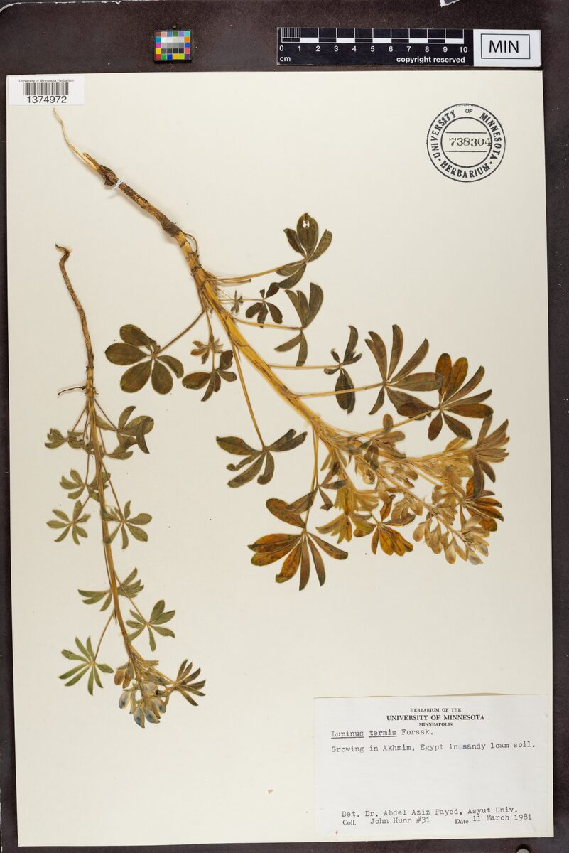 Lupinus termis (White Lupin) — photo