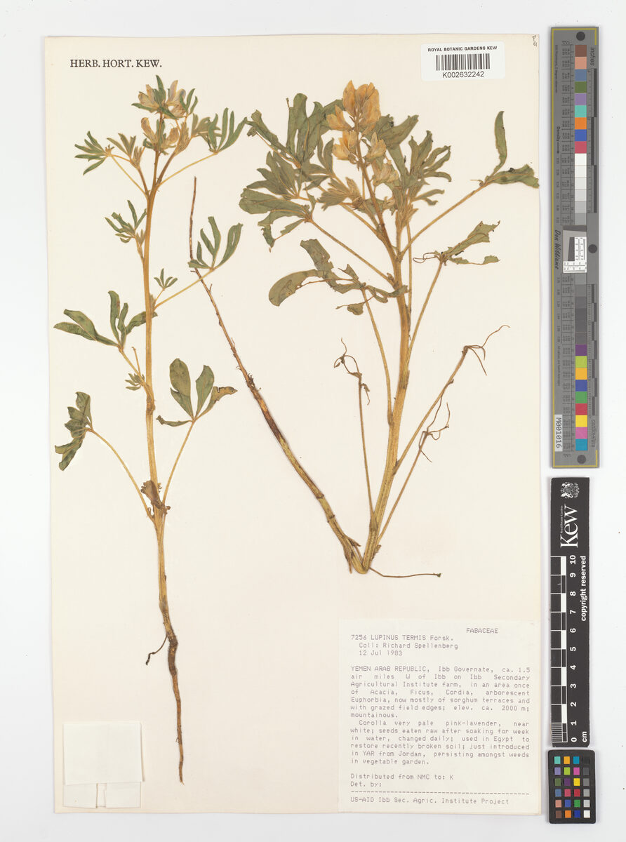 Lupinus termis