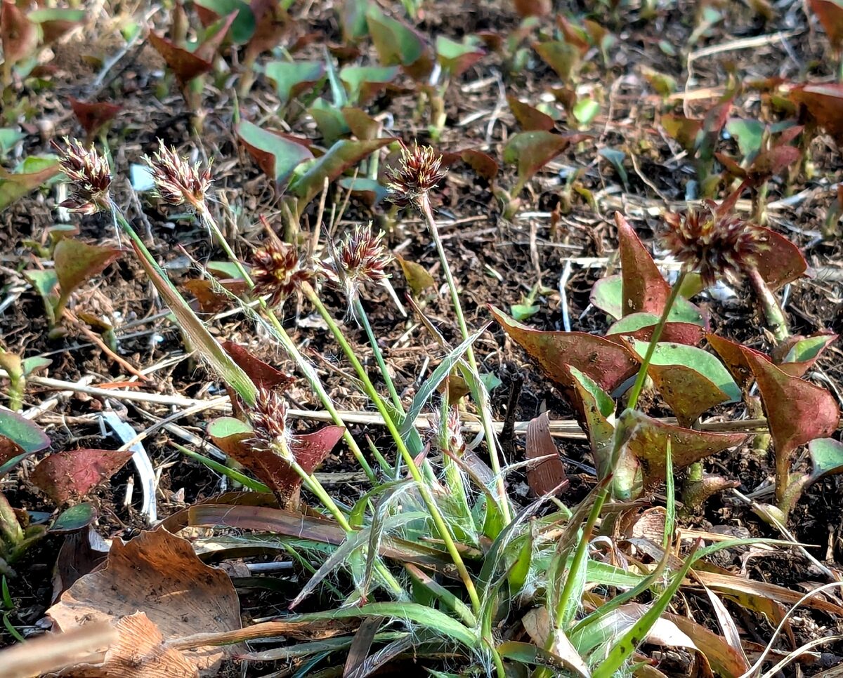 Luzula capitata - (Miq.)Nakai. — photo