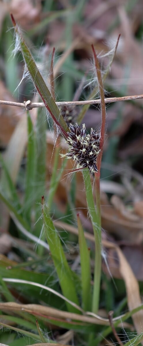 Luzula capitata - (Miq.)Nakai. — photo