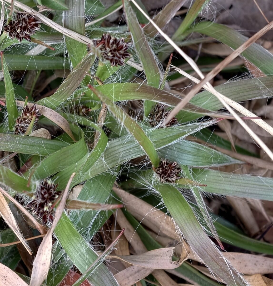 Luzula capitata - (Miq.)Nakai.