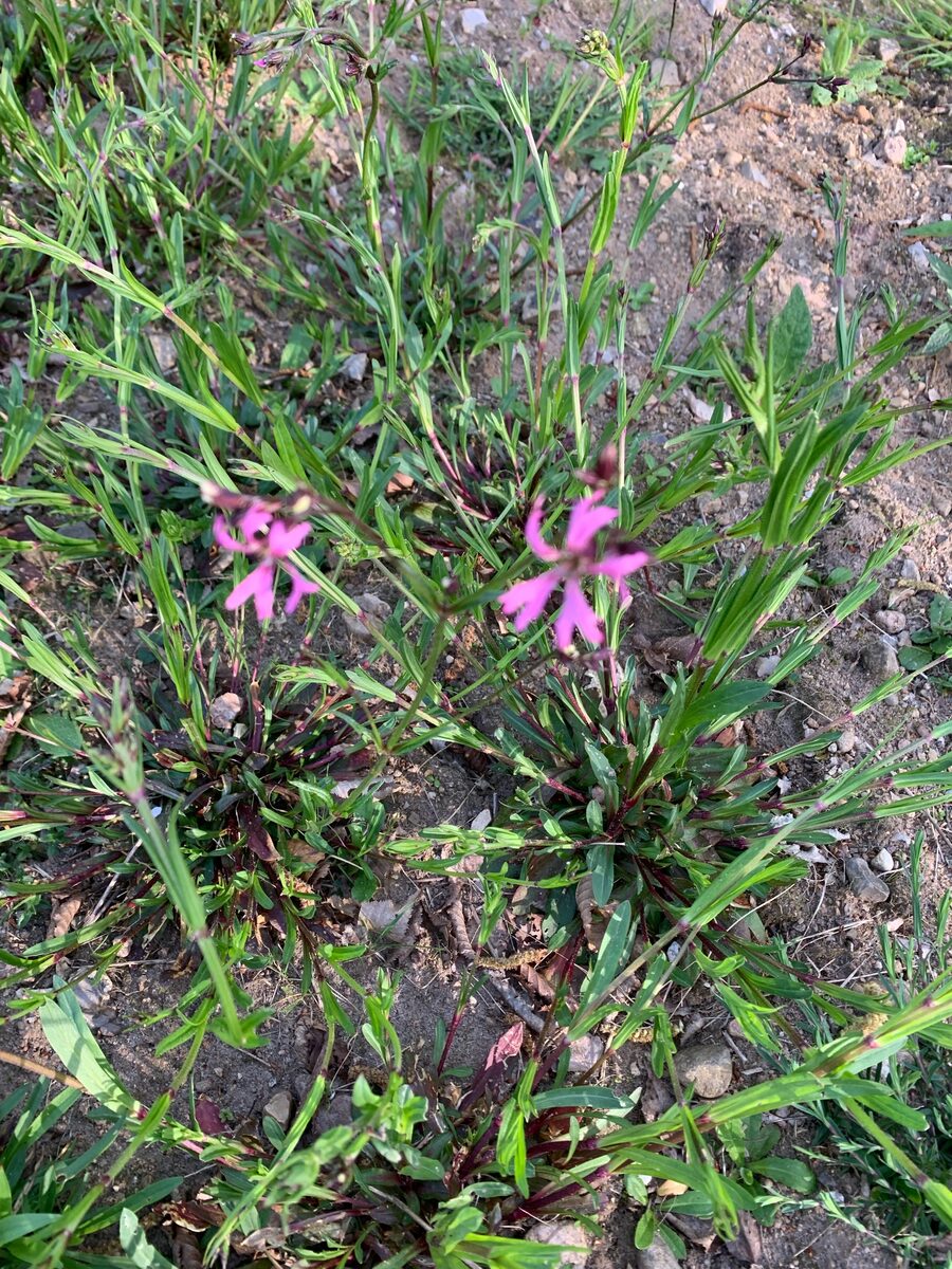Lychnis flos-cuculi (Ragged-Robin) — photo