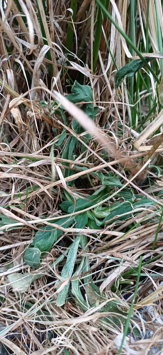 Lychnis flos-cuculi