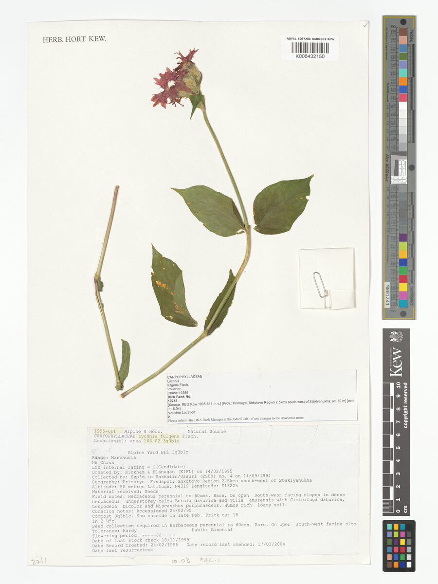 Lychnis fulgens (Brilliant campion) — photo