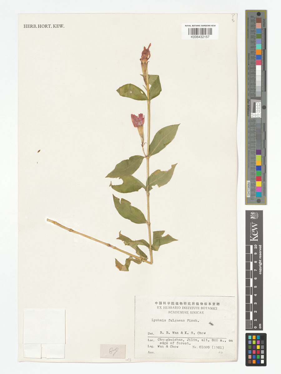 Lychnis fulgens (Brilliant campion) — photo