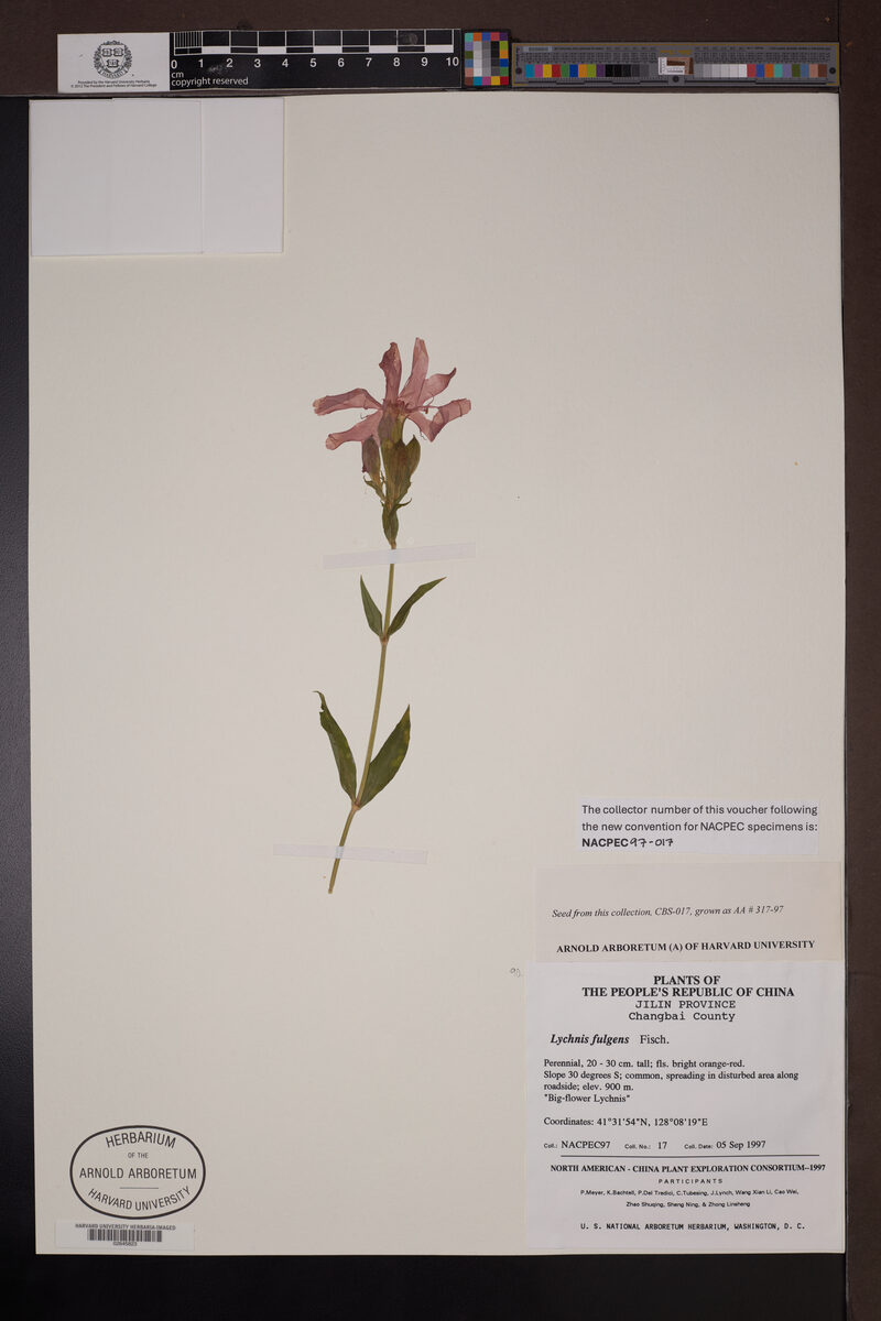 Lychnis fulgens