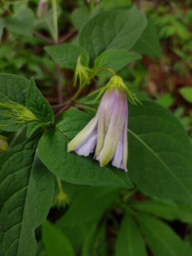 Lycianthes ciliolata — photo