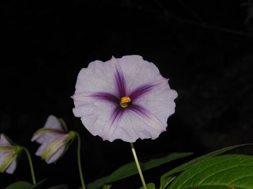 Lycianthes ciliolata