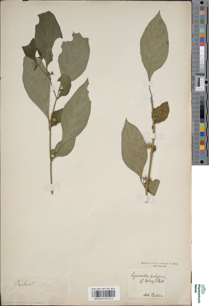 Lycianthes pachypetalon — photo