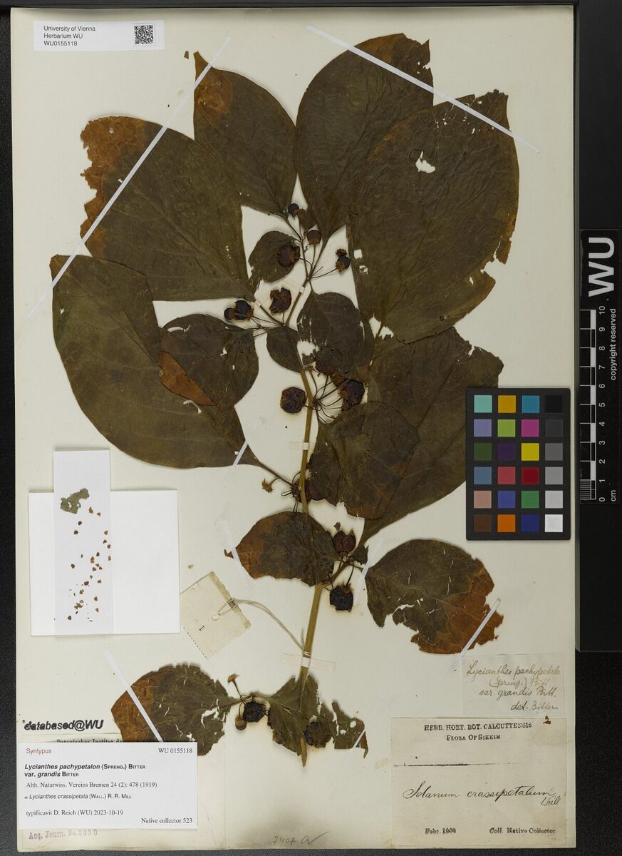 Lycianthes pachypetalon