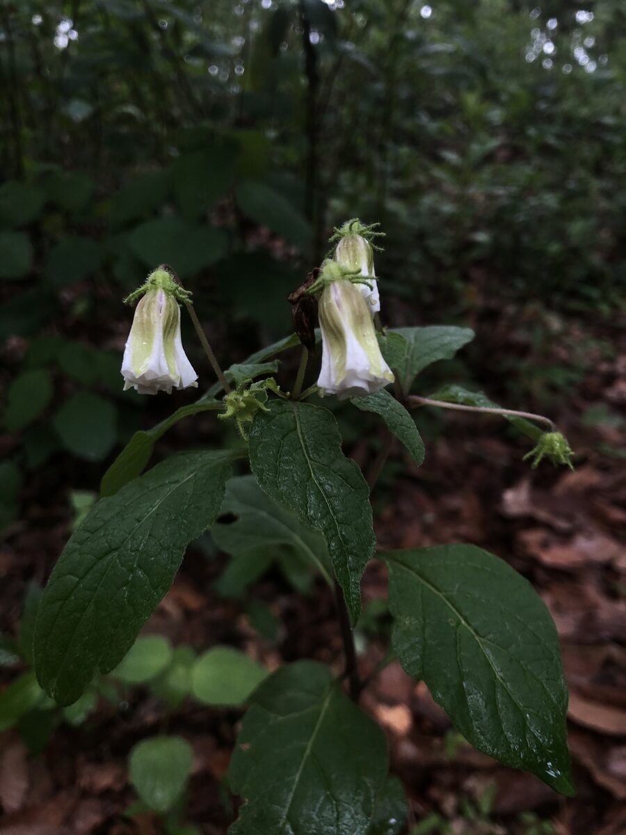 Lycianthes rzedowskii — photo
