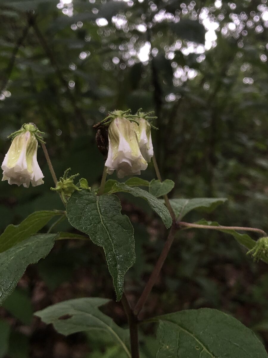 Lycianthes rzedowskii
