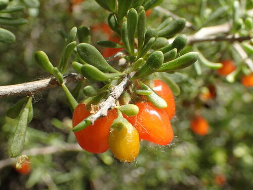 Lycium andersonii (Wolfberry) — photo