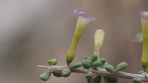 Lycium andersonii (Wolfberry) — photo