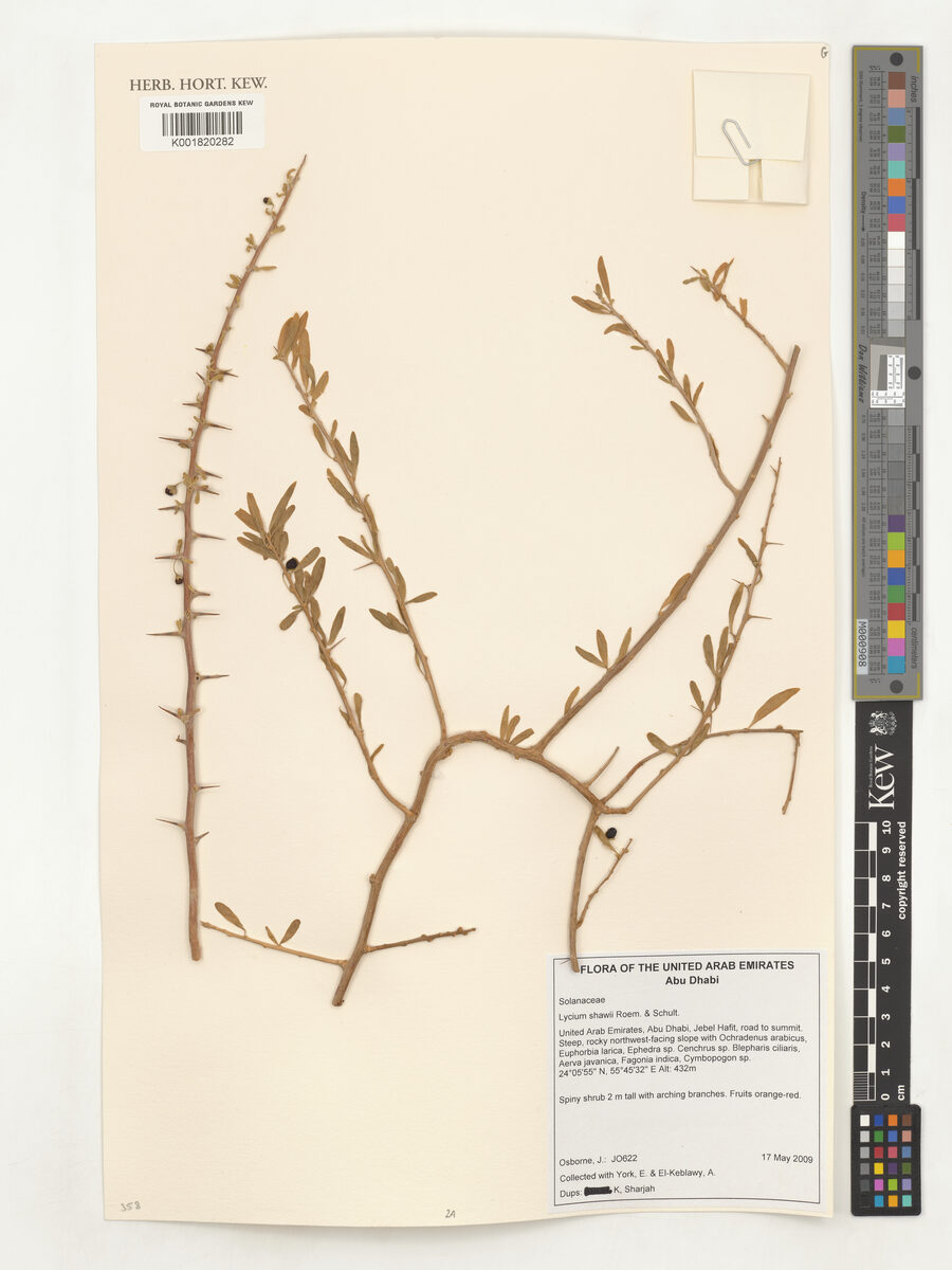 Lycium arabicum — photo