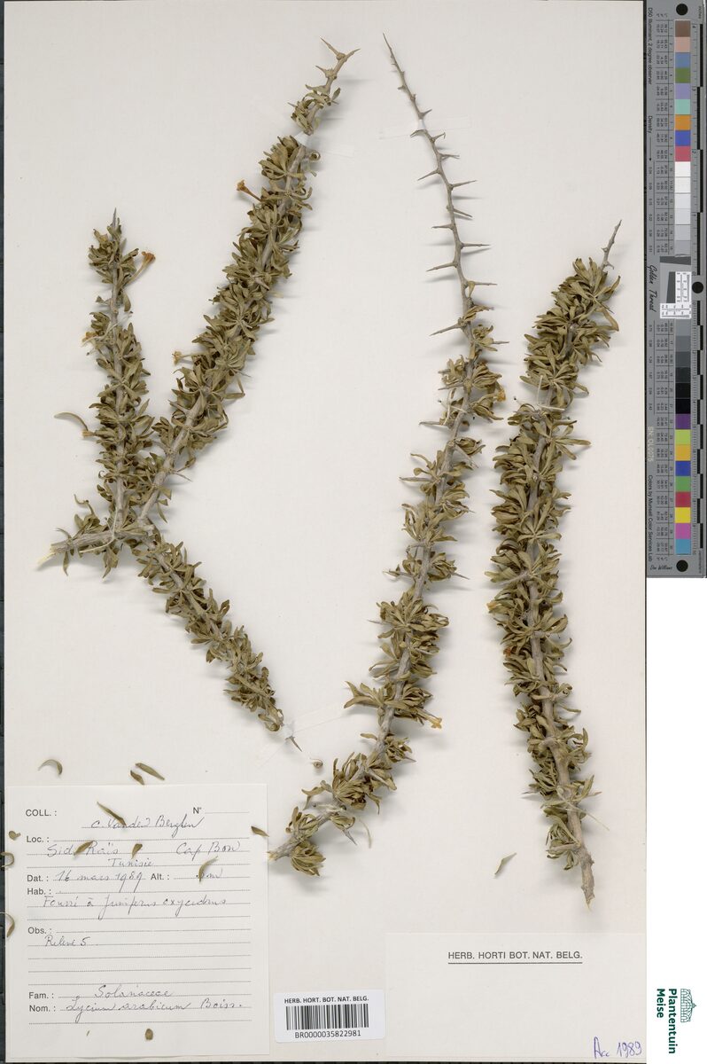 Lycium arabicum — photo