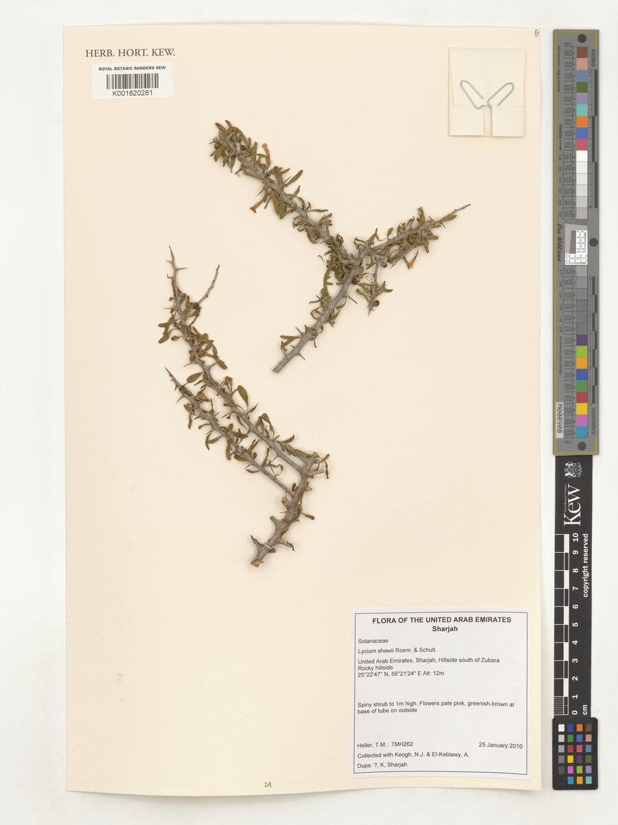 Lycium arabicum