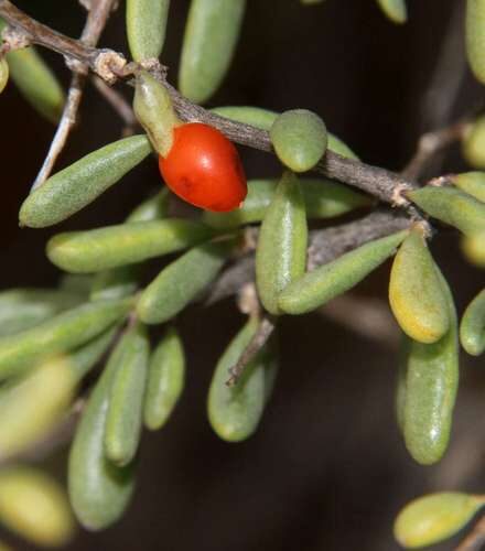 Lycium australe — photo
