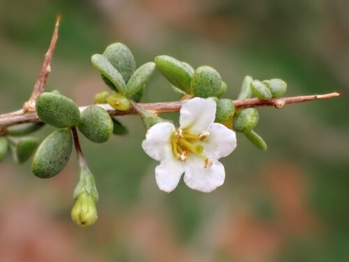 Lycium australe