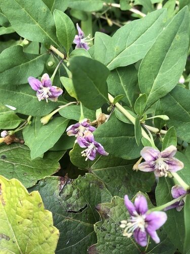 Lycium barbarum (Goji) — photo