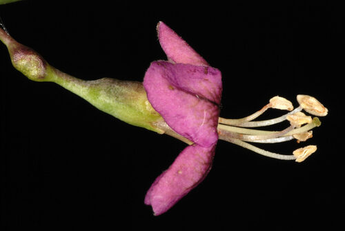 Lycium barbarum (Goji) — photo