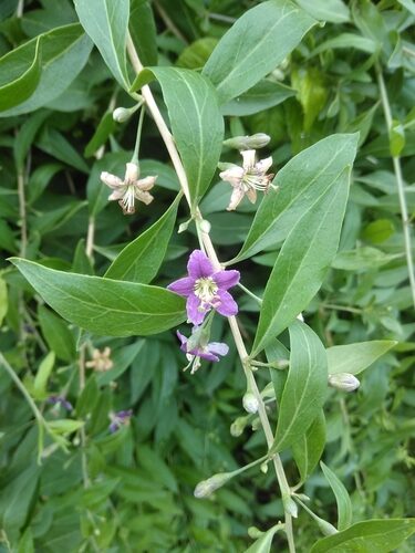 Lycium barbarum