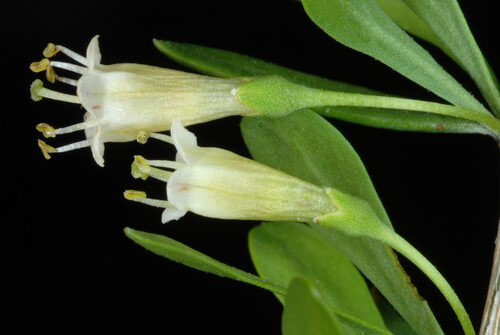 Lycium berlandieri (Berlandier's wolfberry) — photo