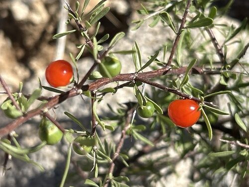 Lycium berlandieri (Berlandier's wolfberry) — photo