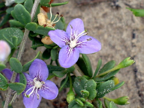 Lycium carolinianum (Christmas Berry) — photo