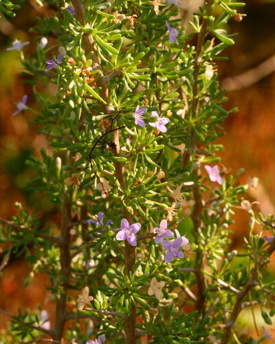 Lycium carolinianum (Christmas Berry) — photo