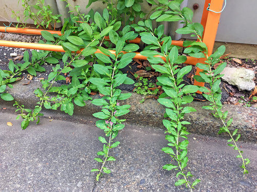 Lycium chinense (Chinese Boxthorn) — photo