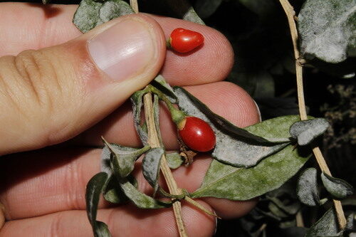Lycium europaeum (European tea-tree) — photo