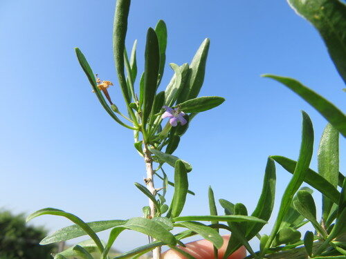 Lycium europaeum (European tea-tree) — photo