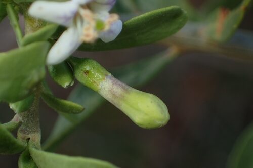 Lycium europaeum