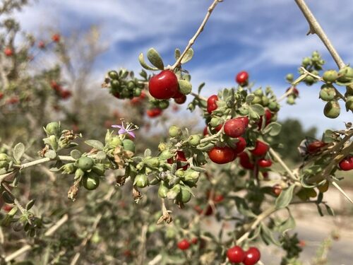 Lycium fremontii (Desert Thorn) — photo
