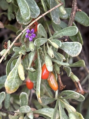 Lycium fremontii (Desert Thorn) — photo